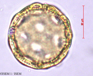 Cerastium tomentosum - lame n° 27866